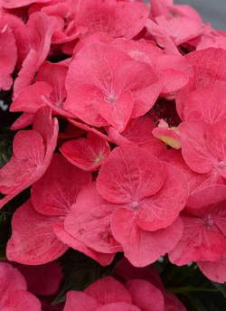 hortensia-dolce-fragola-hydrangea-macrophylla-dolce-fragola.jpg