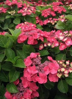 hortensia-dolce-fragola-hydrangea-macrophylla-dolce-fragola-2.jpg