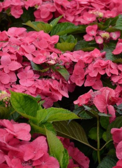 hortensia-dolce-fragola-hydrangea-macrophylla-dolce-fragola-1.jpg