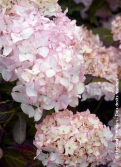 hortensia-dolce-france-hydrangea-macrophylla-dolce-france.jpg