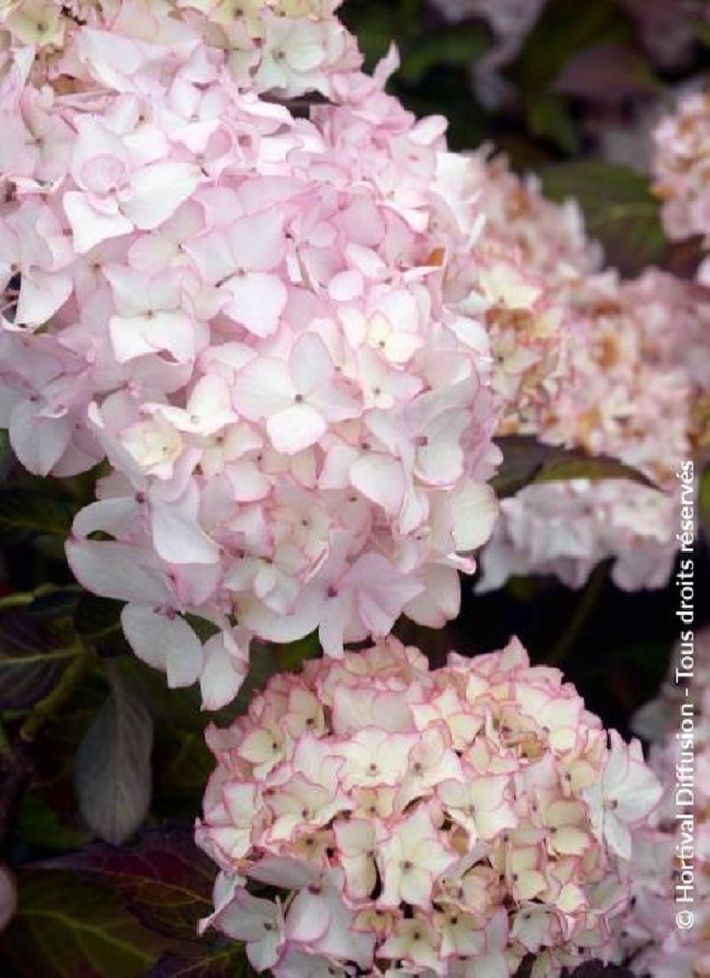 hortensia-dolce-france-hydrangea-macrophylla-dolce-france.jpg