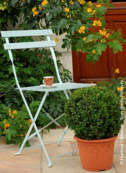 topiaire-buis-commun-buxus-sempervirens.jpg