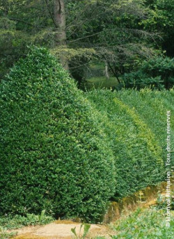 topiaire-buis-commun-buxus-sempervirens-2.jpg