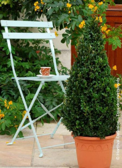 topiaire-buis-commun-buxus-sempervirens-1.jpg