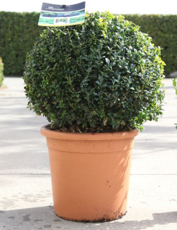 topiaire-buis-commun-buxus-sempervirens-3.jpg