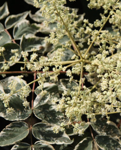 aralie-du-japon-panachee-aralia-elata-variegata-4.jpg
