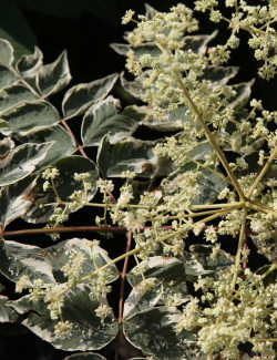 aralie-du-japon-panachee-aralia-elata-variegata-1.jpg