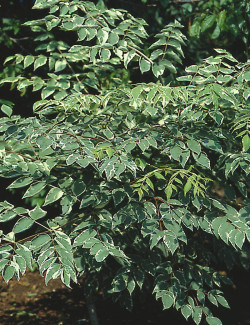 aralie-du-japon-panachee-aralia-elata-variegata-3.jpg