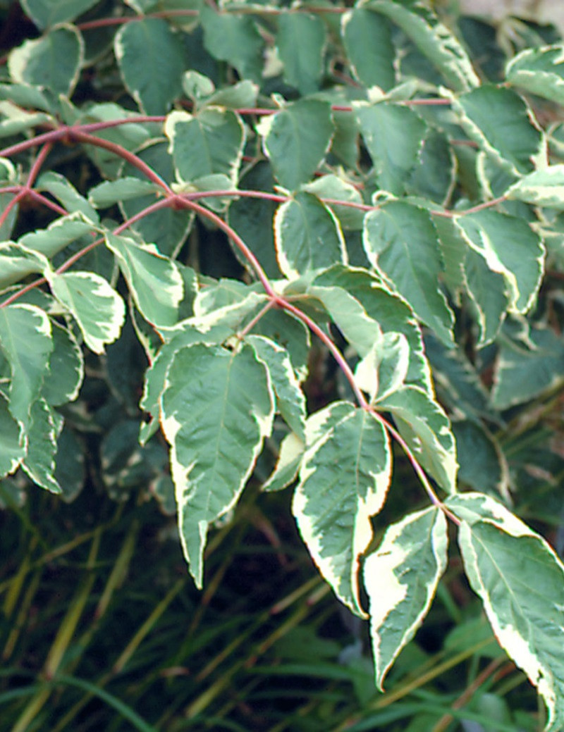 aralie-du-japon-panachee-aralia-elata-variegata.jpg