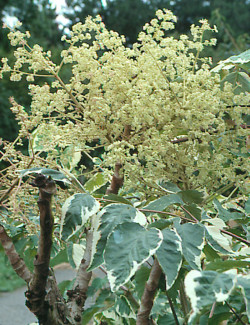 aralie-du-japon-panachee-aralia-elata-variegata-5.jpg