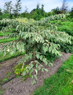 aralie-du-japon-panachee-aralia-elata-variegata-2.jpg