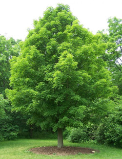 ACER saccharinum