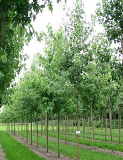 erable-argente-decoupe-wieri-acer-saccharinum-laciniatum-wieri-1.jpg