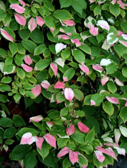ACTINIDIA kolomikta