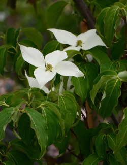 CORNUS kousa ROBERT'S SELECT