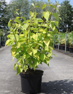 CORNUS alba AUREA En pot de 10-12 litres buisson hauteur 080-100 cm