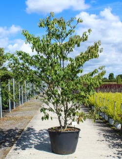 CORNUS controversa En pot de 130-150 litres cépée hauteur 250-300 cm