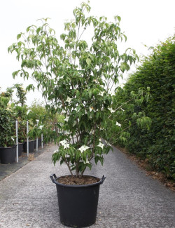 CORNUS kousa En pot de En pot de 35-50 litres buisson hauteur 175-200 cm