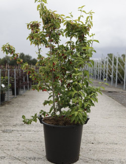  CORNUS mas AUREA En pot de 35-50 litres buisson hauteur 150-175 cm