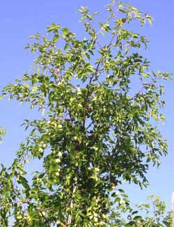 JUJUBIER