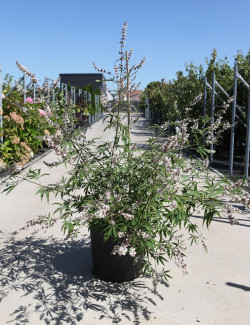 VITEX agnus-castus ALBUS En pot de 25-30 litres
