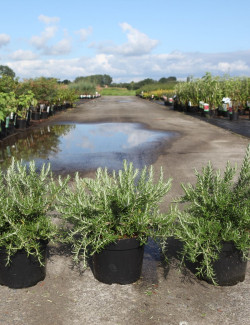 ROSMARINUS officinalis POINTE DU RAZ En pot de 3-4 litres