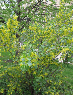RIBES odoratum