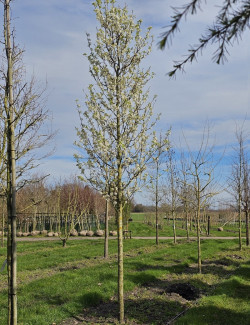 PYRUS calleryana CHANTICLEER