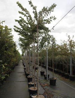 PRUNUS subhirtella AUTUMNALIS ROSEA En pot de 30-35 litres tige hauteur du tronc 190-210 cm circonférence du tronc 10-12 cm