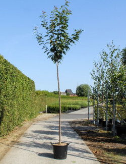 PRUNUS serrulata KANZAN En pot de 35-50 litres tige hauteur du tronc 190-210 cm