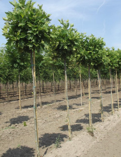 platane-commun-alphens-globe-platanus-hispanica-alphens-globe-2.jpg