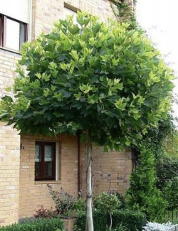 platane-commun-alphens-globe-platanus-hispanica-alphens-globe.jpg