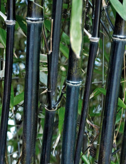 PHYLLOSTACHYS NIGRA
