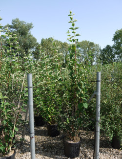 PHILADELPHUS virginalis En pot de 25-30 litres