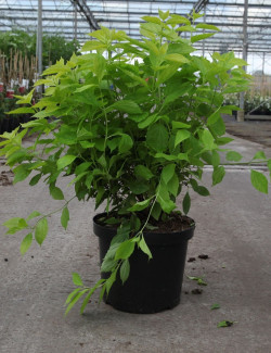 PHILADELPHUS coronarius AUREUS En pot de 10-12 litres buisson hauteur 060-080 cm
