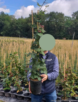 MÛRE GÉANTE SANS ÉPINES TRIPLE CROWN En pot de 4-5 litres