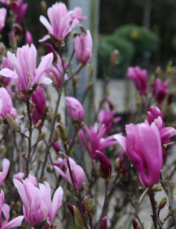 MAGNOLIA SUSAN