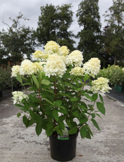 HYDRANGEA paniculata En pot de 10-12 litres