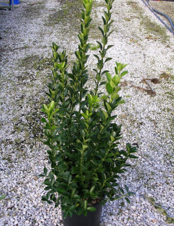 EUONYMUS japonicus En pot de 7-10 litres buisson hauteur 060-080 cm