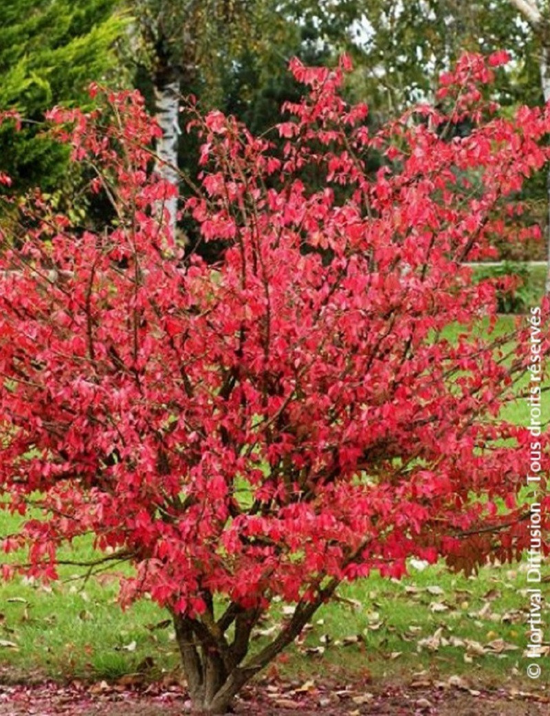 fusain-aile-euonymus-alatus.jpg