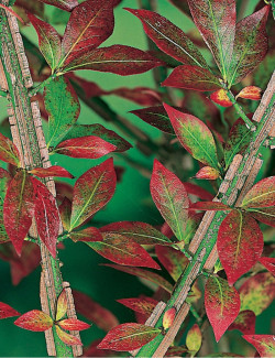 EUONYMUS alatus