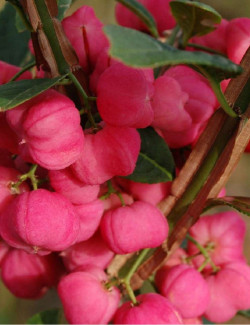 fusain-aile-euonymus-alatus-4.jpg
