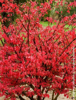 fusain-aile-euonymus-alatus-3.jpg