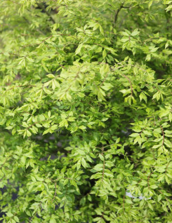 EUONYMUS alatus