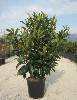 ERIOBOTRYA japonica