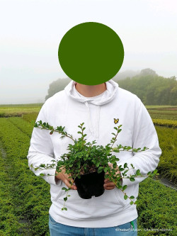 COTONEASTER dammeri SKOGHOLM En pot de 2-3 litres diamètre 030-040 cm