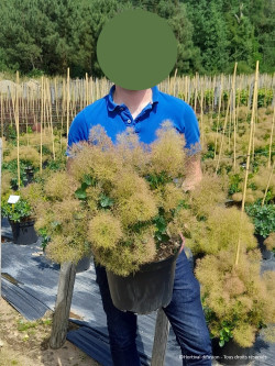 COTINUS coggygria YOUNG LADY En pot de 10-12 litres buisson hauteur 060-080 cm