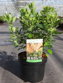 COTINUS coggygria YOUNG LADY En pot de 3-4 litres buisson hauteur 030-040 cm