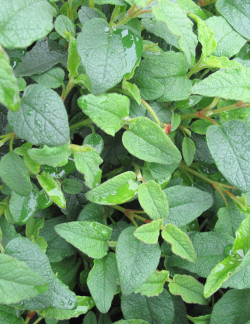 CISTUS corbariensis