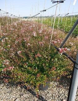 ABELIA SHERWOOD En pot de 15-20 litres buisson diamètre 080-100 cm